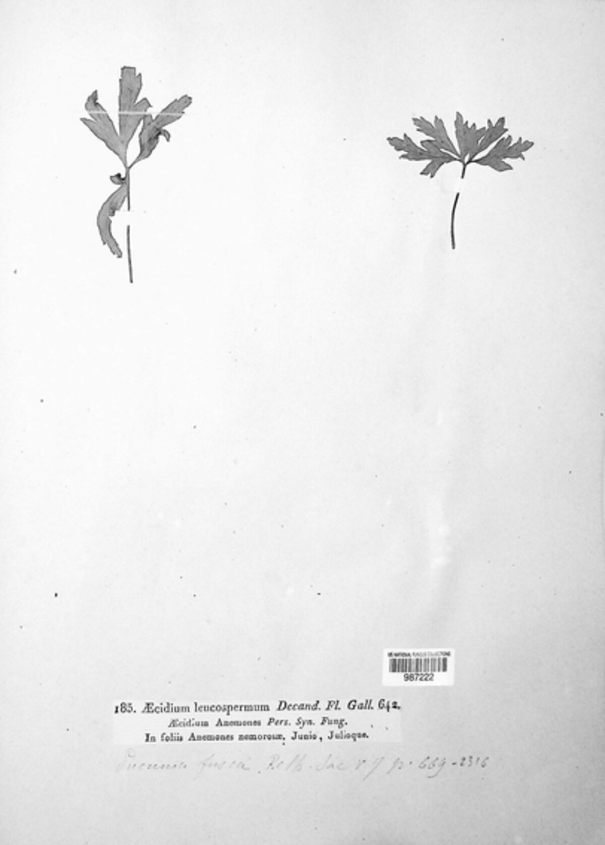 Ochropsora ariae image